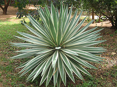 Blue Agave